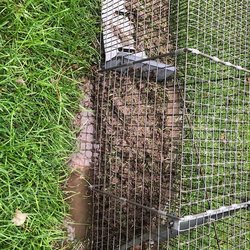 Critter Gitters Pro - Empty skunk cage - just the way I like it!