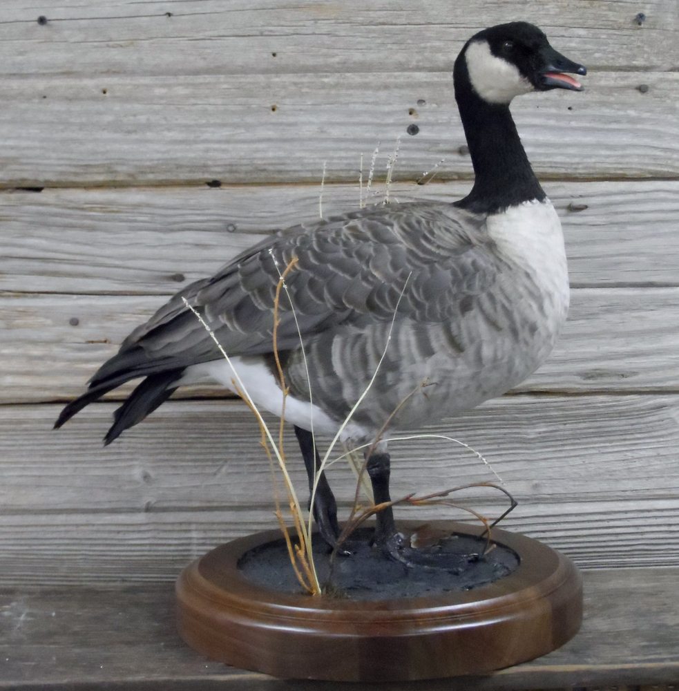 Goose Pond Taxidermy - taxidermy in Rochester, IN