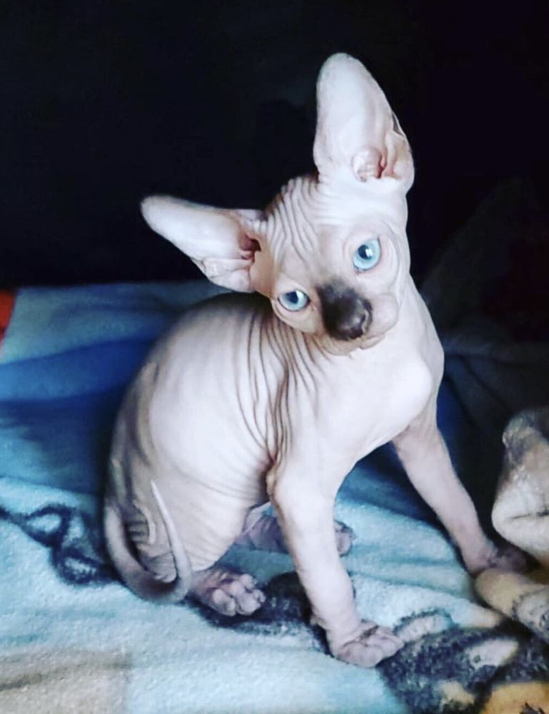 THE PET HOUSE CLINIC Updated June 2024 34 Photos & 44 Reviews