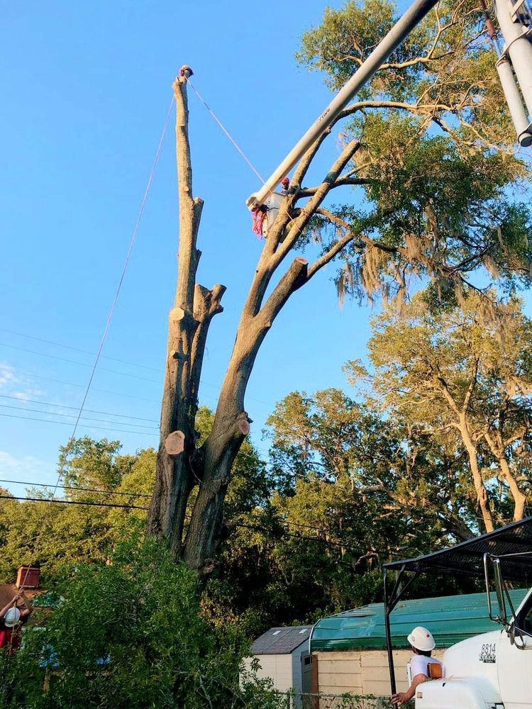 Andrews Outdoor Services - tree service in Savannah, GA