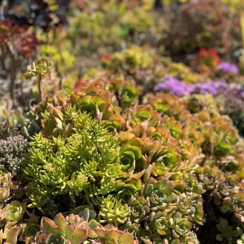The 16th Avenue Tiled Steps - Succulent garden. IG: @ohmyono - Local Flavor Near Me - San Francisco, California The 16th Avenue Tiled Steps - Succulent garden. IG: @ohmyono - Local Flavor Near Me - San Francisco, California