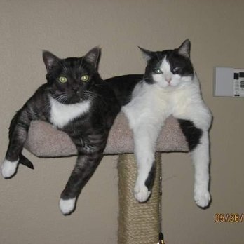 New Beginnings for Animals - Pac & Prince - Pet Adoption Near Me - Mission Viejo, California New Beginnings for Animals - Pac & Prince - Pet Adoption Near Me - Mission Viejo, California