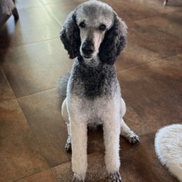 This is our sweet rescue dog looking like a million bucks after Ashley at La De Paws groomed him to perfection. This is our sweet rescue dog looking like a million bucks after Ashley at La De Paws groomed him to perfection.
