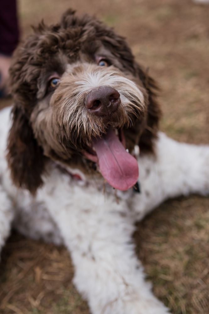 BAXTER’S PLAYHOUSE 160 N New Hope Rd, Gastonia, North Carolina Pet