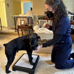 Being in Balance Physical Therapy - Home visits help anxious dogs try new things in a comfortable environment. They think  that PT sessions are a party just for them!