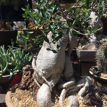 California Cactus Center - Tree house Friday - Nurseries & Gardening Near Me - Pasadena, California