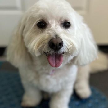 Bonnie's Pampered Pets - Haircut - Pet Groomers Near Me - Corona, California