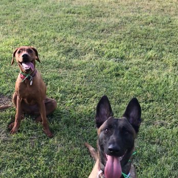 K9 Logic Dog Training - Updated picture from Chris and his dog... look how happy Penny is! - Pet Training Near Me - Glendale, California K9 Logic Dog Training - Updated picture from Chris and his dog... look how happy Penny is! - Pet Training Near Me - Glendale, California