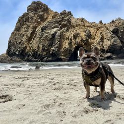 Furocious Frenchies - Santa Cruz - Remy