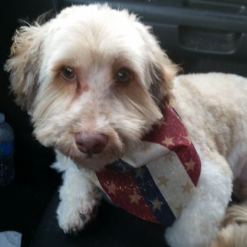 All About Paws - Pet Groomers Near Me - Hillside, New Jersey
