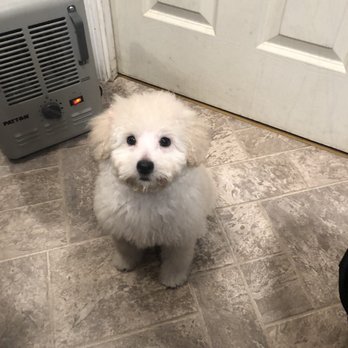 PetSmart Grooming - Pet Training Near Me - Gresham, Oregon