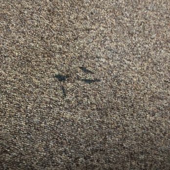 Kinney S Carpet Care Carpet Cleaning 1520 Church St Gardnerville Nv Phone Number Yelp