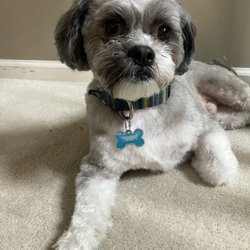 Ardmore Grooming station - Toby right after our grooming appointment at Ardmore Grooming Station!