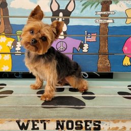 Bear styling his new puppy cut from Wet Noses! Bear styling his new puppy cut from Wet Noses!