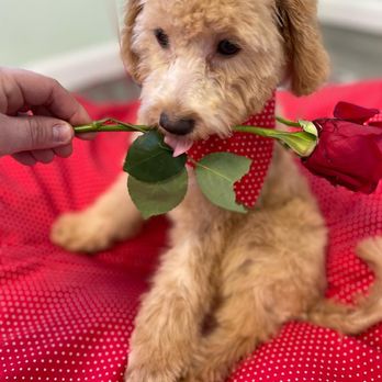 Hands To Paws Dog Grooming - Valentine's Day celebration - Pet Groomers Near Me - Plainfield, New Jersey