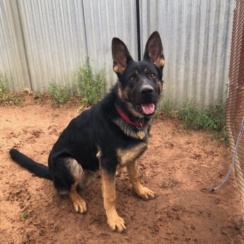 Claws & Paws Pet Motel - My Boy Commander there at Paws! - Pet Sitting Near Me - Midland, Texas