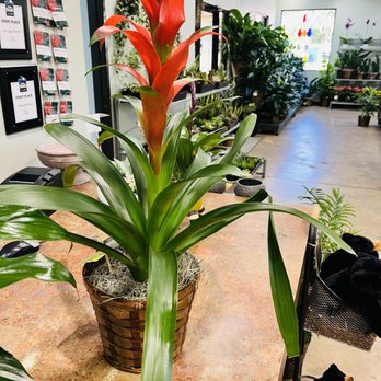 Freytag's Florist - My new red bromeliad plant. I was able to keep the speciality white pot instead of this nice wicker basket option. - Florists Near Me - Austin, Texas Freytag's Florist - My new red bromeliad plant. I was able to keep the speciality white pot instead of this nice wicker basket option. - Florists Near Me - Austin, Texas