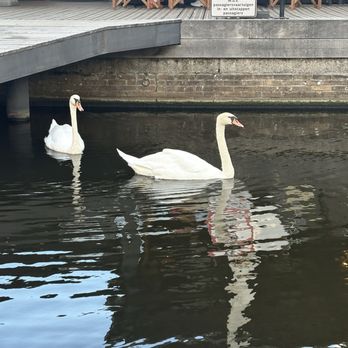 Strandzuid - Swans - Pubs Near Me - Amsterdam, New Hampshire