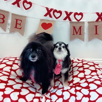 Mod Dog Salon - Pet Groomers Near Me - Boca Raton, Florida