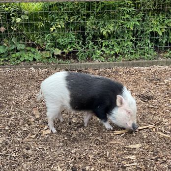 Willows Lodge - The pig in the garden - Hotels Near Me - Woodinville, Washington Willows Lodge - The pig in the garden - Hotels Near Me - Woodinville, Washington