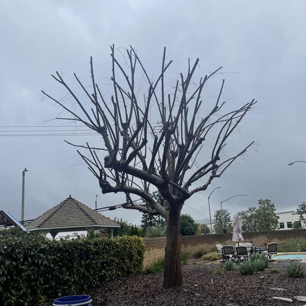 Menos Tree Service - After shot of the Chinese Elm - Tree Services Near Me Menos Tree Service - After shot of the Chinese Elm - Tree Services Near Me