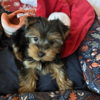 Poshable Puppies Chicago - Pet Breeders Near Me - Addison, Illinois Poshable Puppies Chicago - Pet Breeders Near Me - Addison, Illinois