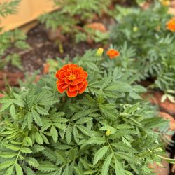Kauai | Magical Wellness Massage - Queen Sophia Marigolds