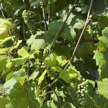 James River Cellars Winery - Wineries Near Me - Glen Allen, Virginia James River Cellars Winery - Wineries Near Me - Glen Allen, Virginia
