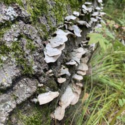 Maplewood Nature Center - Mushrooms
