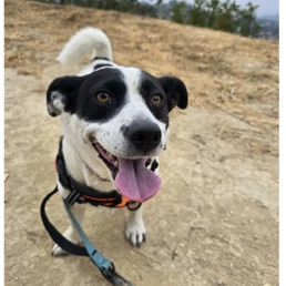 Dog Henry! On hike! Dog Henry! On hike!