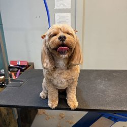Pooch Parlor