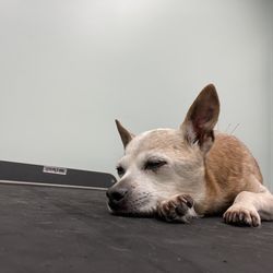 The Integrative Veterinary Center of Richmond - Acupuncture