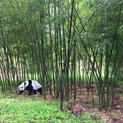 Bamboo Garden
