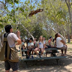 South Bay Eco Kids - Hawk flying overhead in our weekly raptor and reptile show (thank you Hawkeye Predators!)