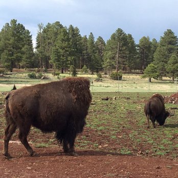 Bearizona - Bison! - Zoos Near Me - Williams, Arizona