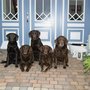 Photo of Petras Hundepension