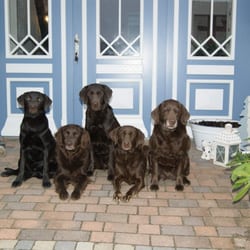 Petras Hundepension