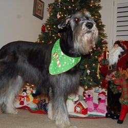 Pet Stylers - Max all happy with his beautiful groomed self, from Pet Stylers!