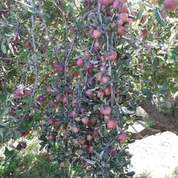 Apple & Art Orchard - Apples breaking trees
