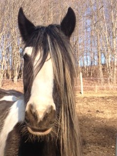 Horizon Stables - equestrian in Apollo, PA