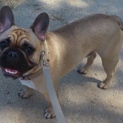 Value Dog Training - Tank out and about learning leash manners