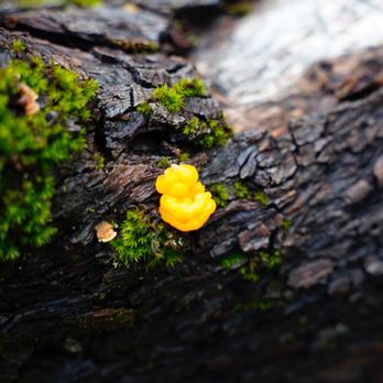 Cascade Falls - This looked like Popcorn at about an inch across.  I believe it is the Tree's Resin. - Hiking Near Me - Yosemite National Park, California