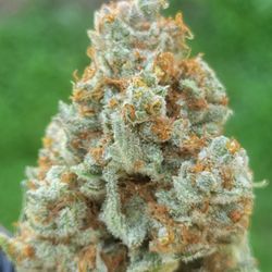 American OG