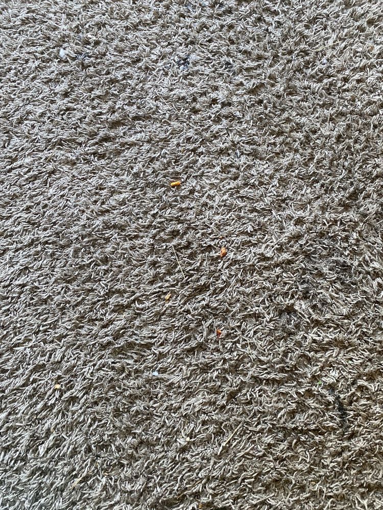 ALL GREEN CARPET CLEANING Updated September 2024 84 Photos & 119