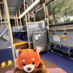 Old Key West Transportation - Clean, comfortable, well air-conditioned buses take you just about anywhere you want to go!