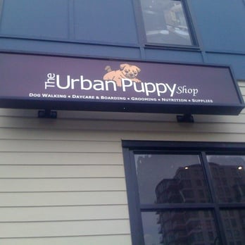urban puppy daycare
