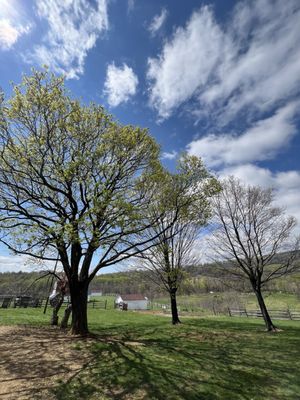 Sky Meadows State Park by null