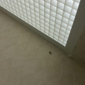 Comfort Inn Brownsville I-40 - Dead flies strewn about - Hotels Near Me - Brownsville, Tennessee Comfort Inn Brownsville I-40 - Dead flies strewn about - Hotels Near Me - Brownsville, Tennessee