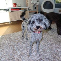 Groomed Mini golden-doodle