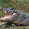 Humboldt Park Gator Experience gift card